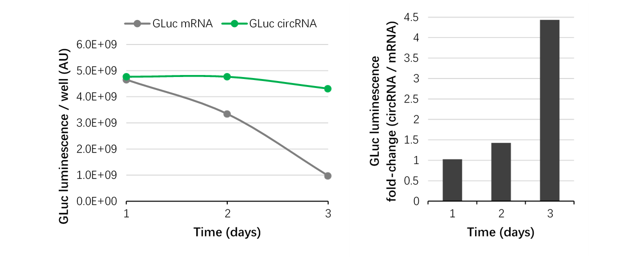 Expression of mCherry mRNA in A549 cells